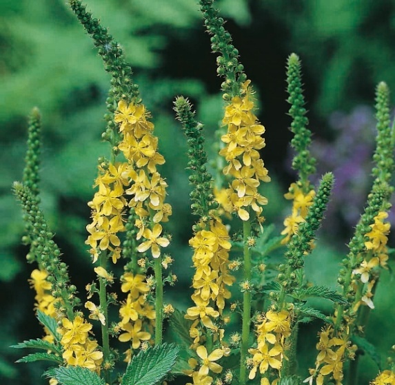 immagine Agrimony