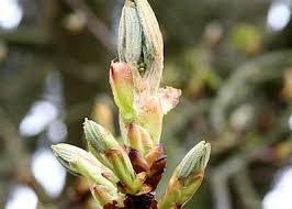 immagine Chestnut Bud