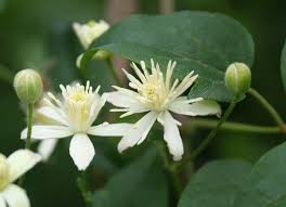 immagine Clematis