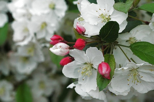 immagine Crab Apple