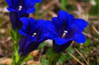 immagine Gentian