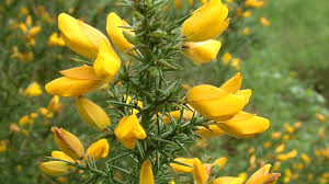 immagine Gorse