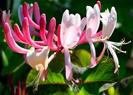 immagine Honeysuckle