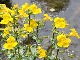 immagine Mimulus