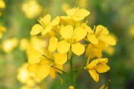 immagine Mustard