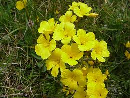 immagine Rock Rose