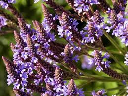 immagine Vervain