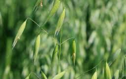 immagine Wild Oat