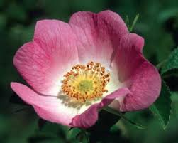 immagine Wild Rose